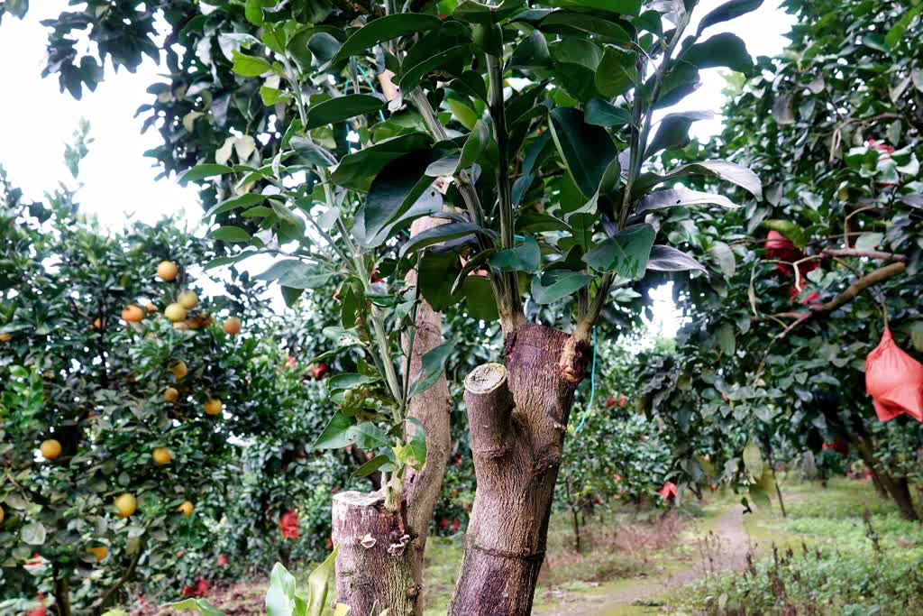 古蔺永乐街道：老山蜜柚“嫁”给真龙柚 甜蜜升级(图3)