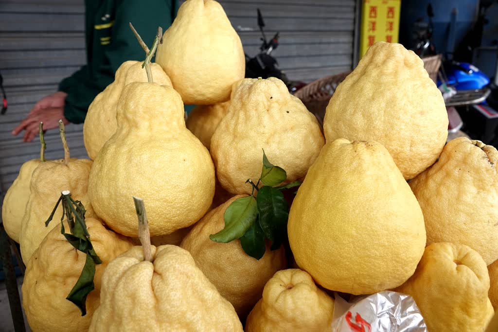 古蔺永乐街道：老山蜜柚“嫁”给真龙柚 甜蜜升级(图2)