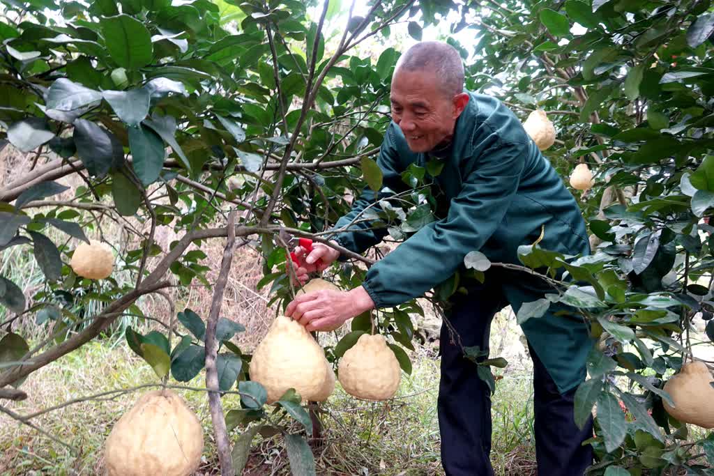 古蔺永乐街道：老山蜜柚“嫁”给真龙柚 甜蜜升级(图5)