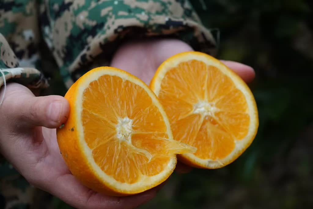 政策科技双Buff，马蹄镇交出亮眼“橙”绩单！(图2)