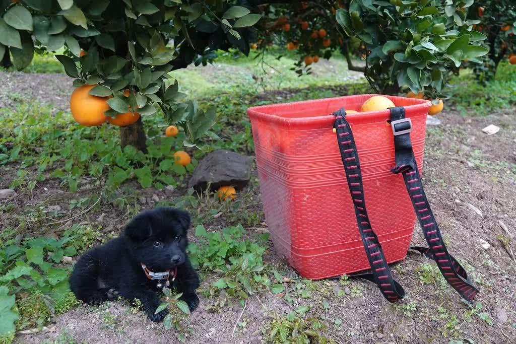 政策科技双Buff，马蹄镇交出亮眼“橙”绩单！(图4)