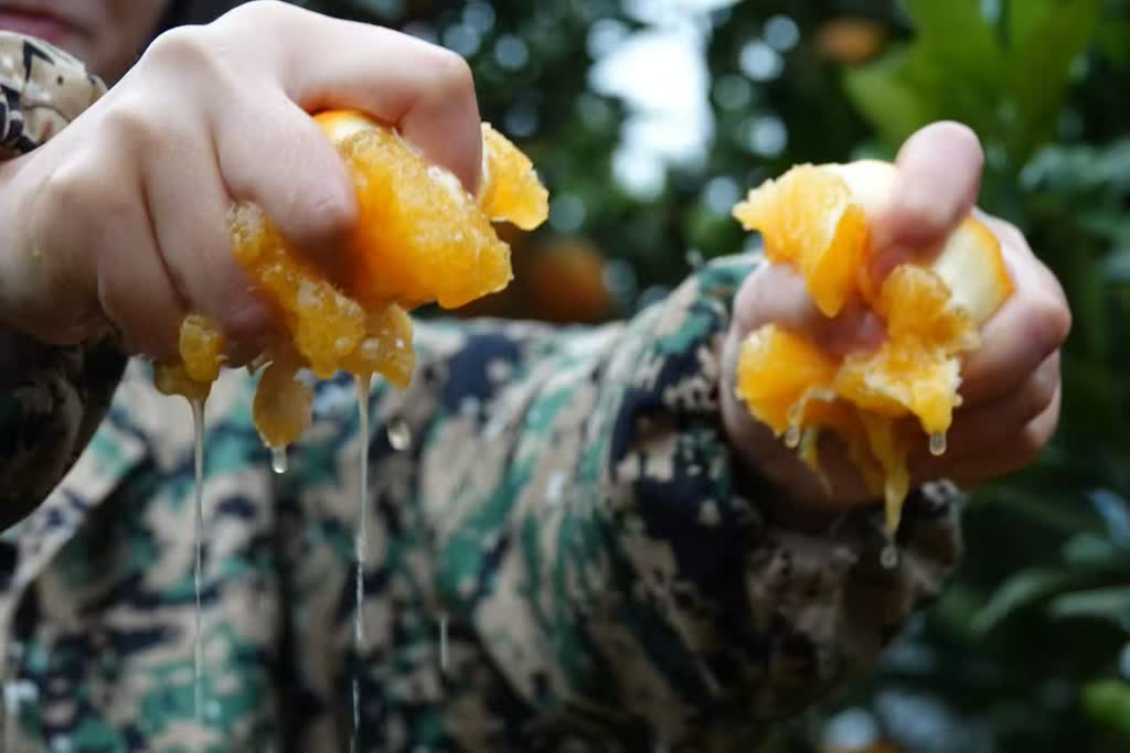 政策科技双Buff，马蹄镇交出亮眼“橙”绩单！(图3)