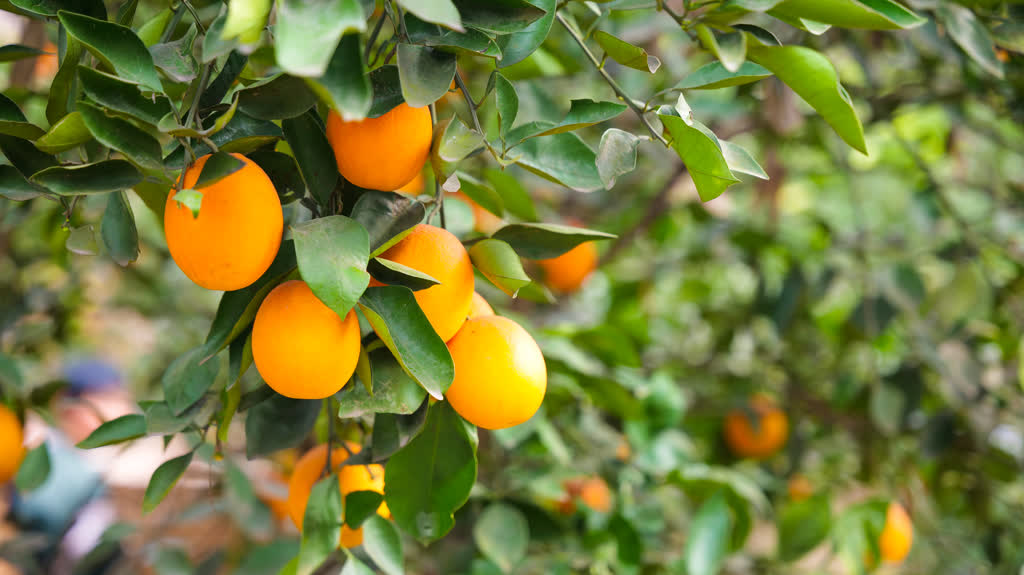 古蔺：乡村振兴   迎来丰收季“橙”为致富路(图1)