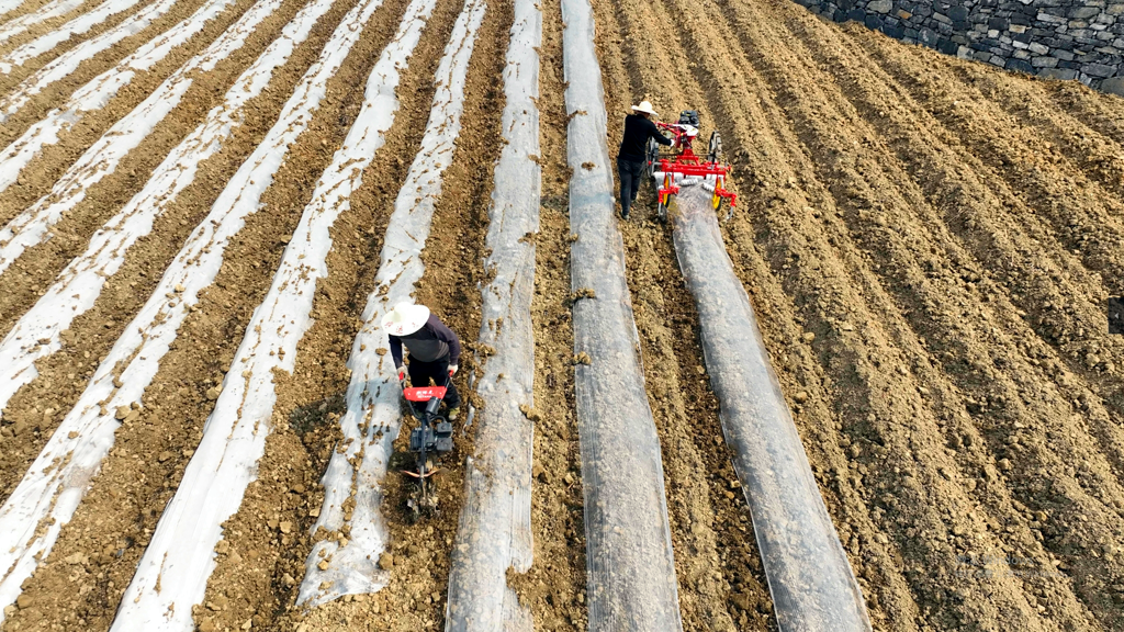 古蔺县：高标准农田+科技种植，锻造农业新质生产力