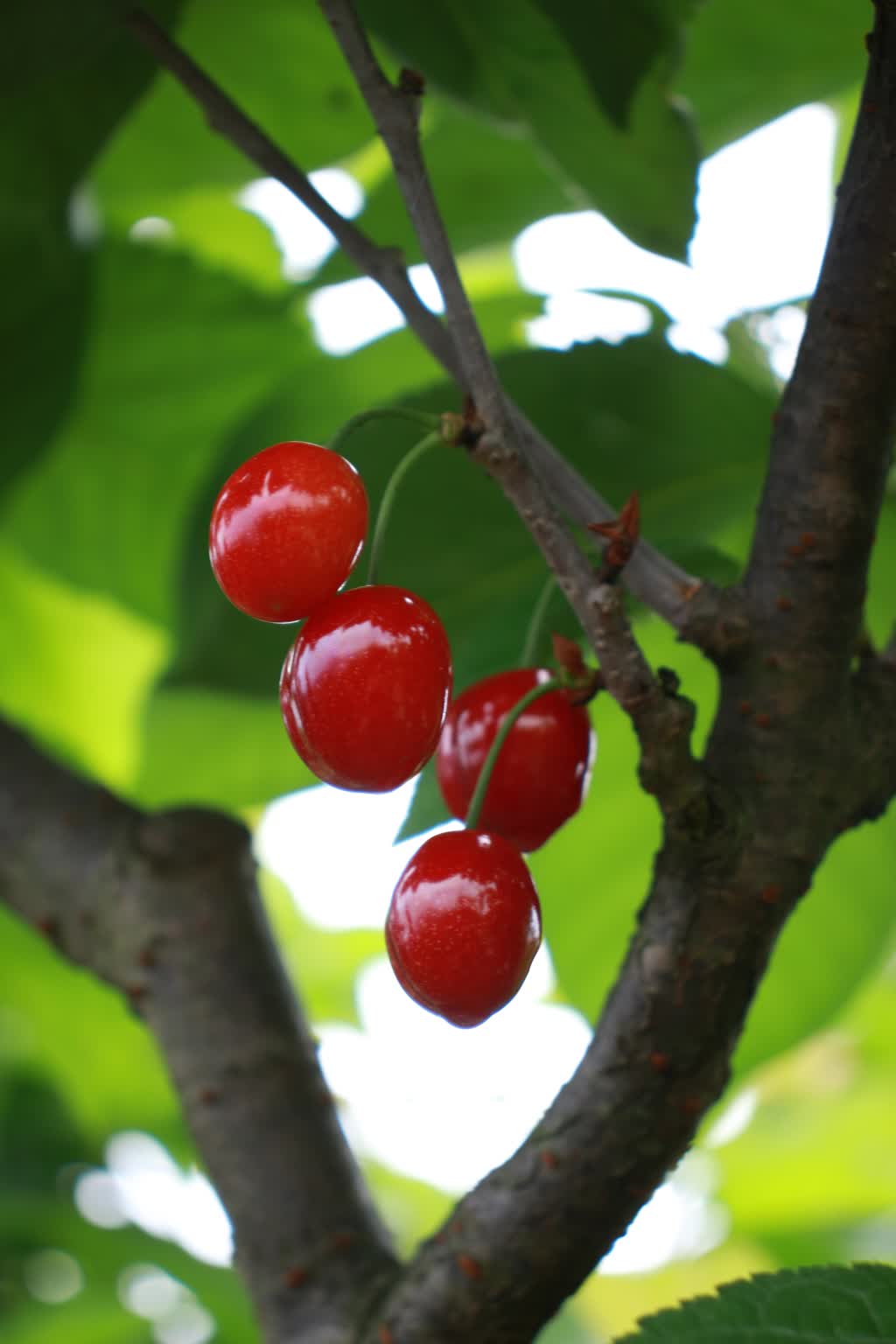 果篮上新，古蔺玛瑙红樱桃甜蜜来袭(图6)