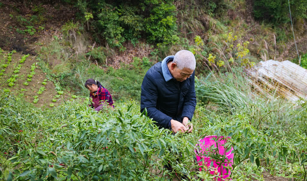 古蔺：小泡菜“泡”出大产业 “腌”出致富路(图5)