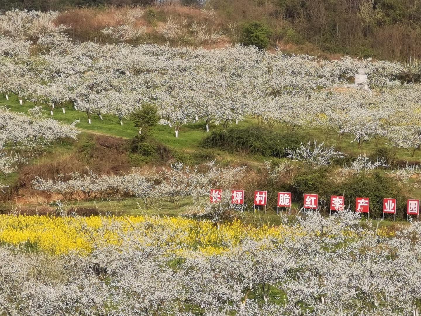 赏花踏青古蔺县石宝镇长坪村千亩脆红李园区欢迎您