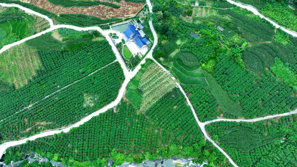 古蔺彰德街道：2000多亩青花椒迎来采摘期