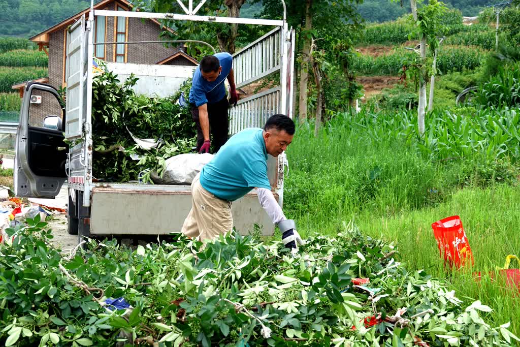 古蔺彰德街道：2000多亩青花椒迎来采摘期(图3)
