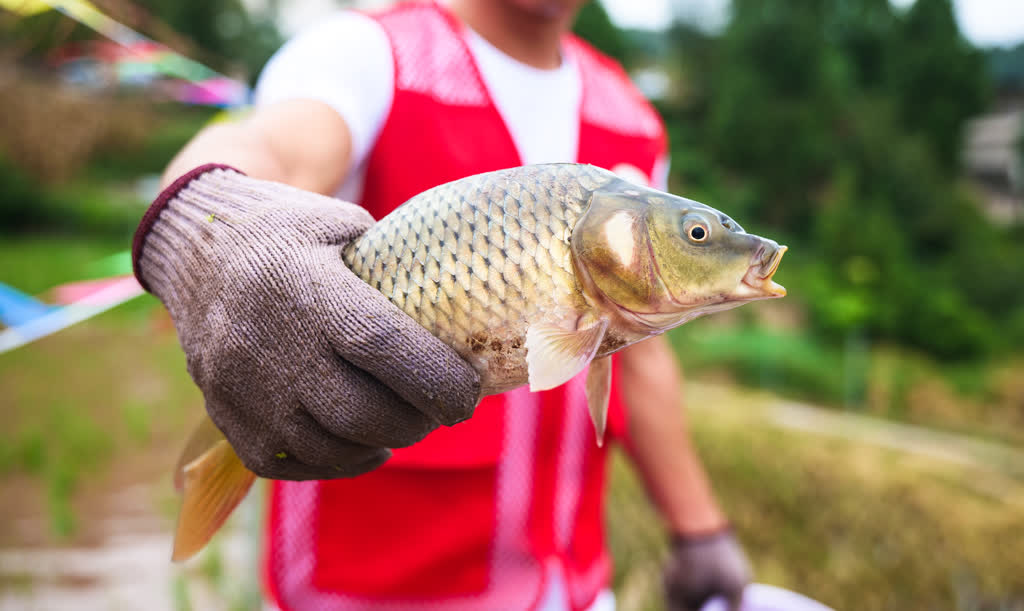 古蔺全县粮油产量预计突破40万吨 稻浪欢歌庆丰收(图10) 古蔺全县粮油产量预计突破40万吨 稻浪欢歌庆丰收(图10)