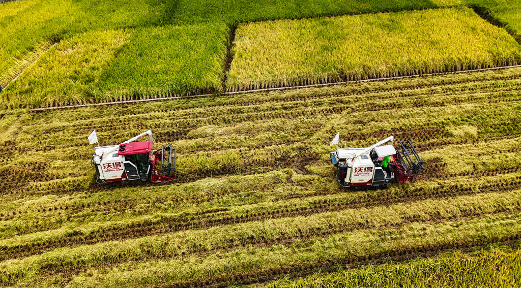 古蔺全县粮油产量预计突破40万吨 稻浪欢歌庆丰收(图6) 古蔺全县粮油产量预计突破40万吨 稻浪欢歌庆丰收(图6)