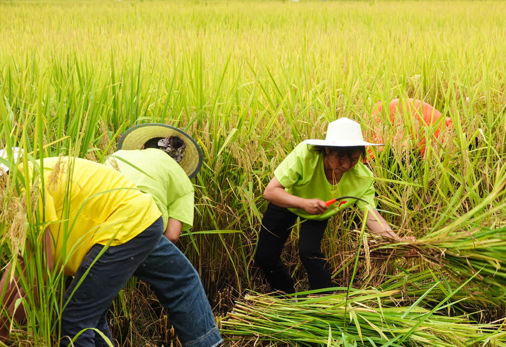 古蔺全县粮油产量预计突破40万吨 稻浪欢歌庆丰收(图9) 古蔺全县粮油产量预计突破40万吨 稻浪欢歌庆丰收(图9)