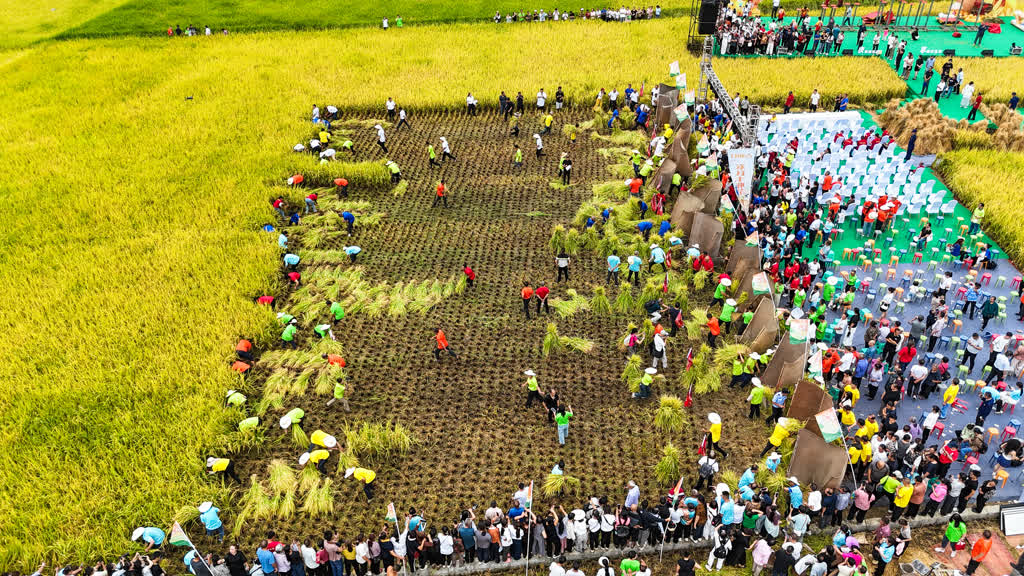 古蔺全县粮油产量预计突破40万吨 稻浪欢歌庆丰收(图3) 古蔺全县粮油产量预计突破40万吨 稻浪欢歌庆丰收(图3)