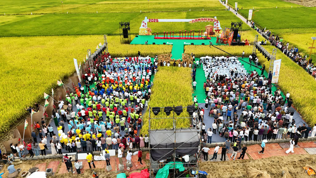 古蔺全县粮油产量预计突破40万吨 稻浪欢