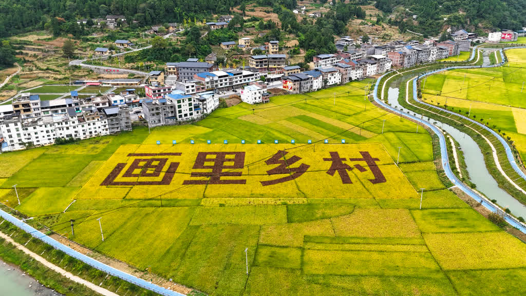 古蔺全县粮油产量预计突破40万吨 稻浪欢歌庆丰收(图8) 古蔺全县粮油产量预计突破40万吨 稻浪欢歌庆丰收(图8)