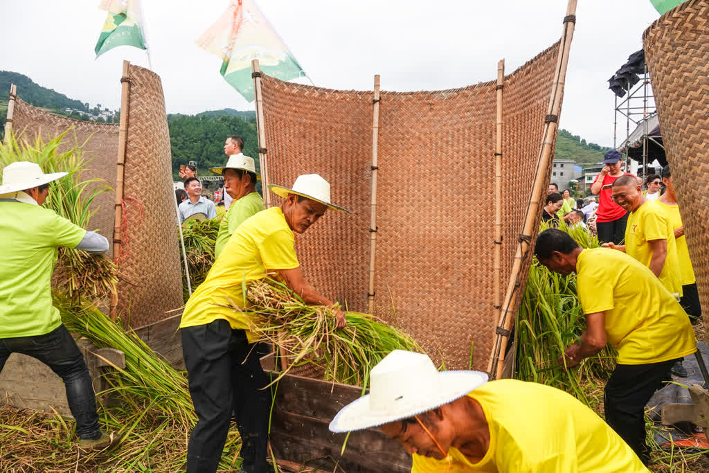 古蔺全县粮油产量预计突破40万吨 稻浪欢歌庆丰收(图5) 古蔺全县粮油产量预计突破40万吨 稻浪欢歌庆丰收(图5)