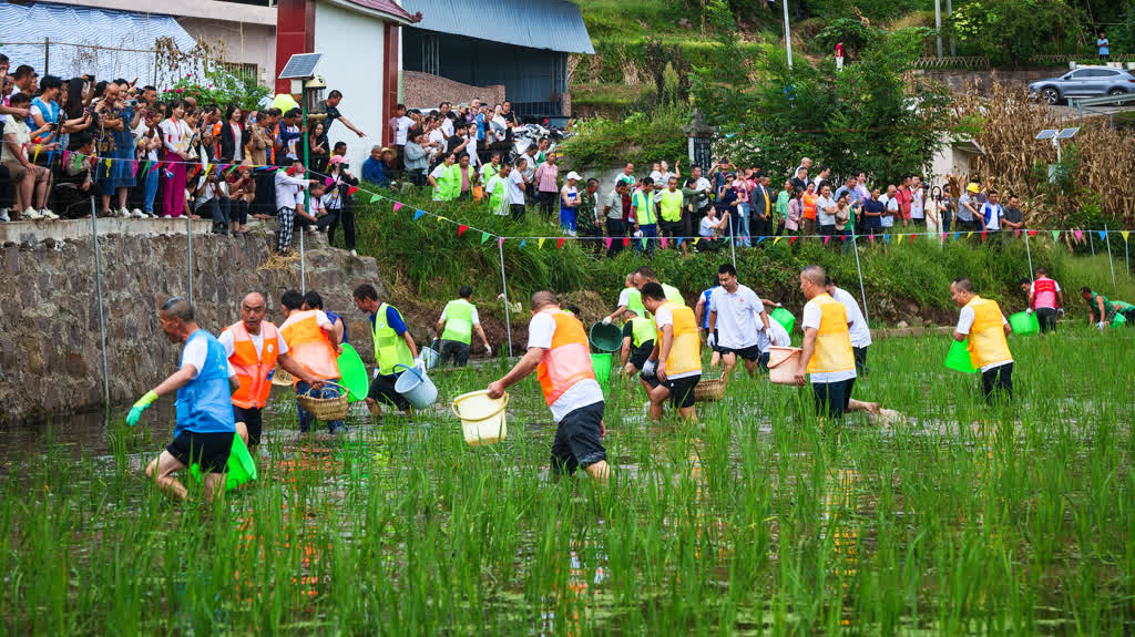 古蔺全县粮油产量预计突破40万吨 稻浪欢歌庆丰收(图7) 古蔺全县粮油产量预计突破40万吨 稻浪欢歌庆丰收(图7)