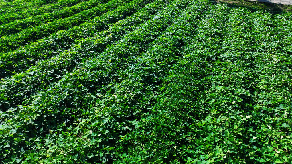 测产喜获丰收!古蔺县粮烟融合绘就乡村振兴新画卷(图2) 测产喜获丰收!古蔺县粮烟融合绘就乡村振兴新画卷(图2)