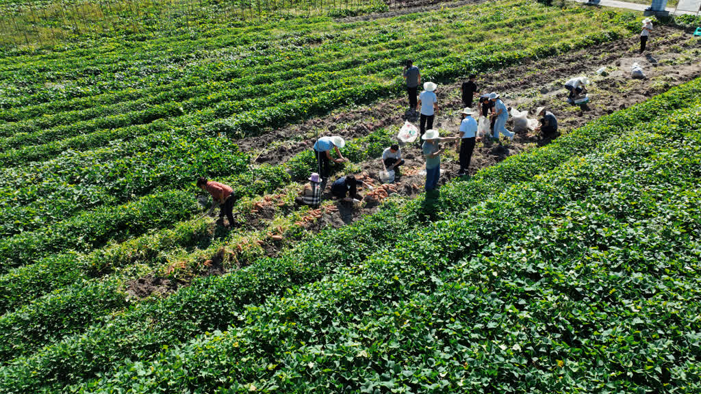 测产喜获丰收!古蔺县粮烟融合绘就乡村振兴新画卷(图3) 测产喜获丰收!古蔺县粮烟融合绘就乡村振兴新画卷(图3)