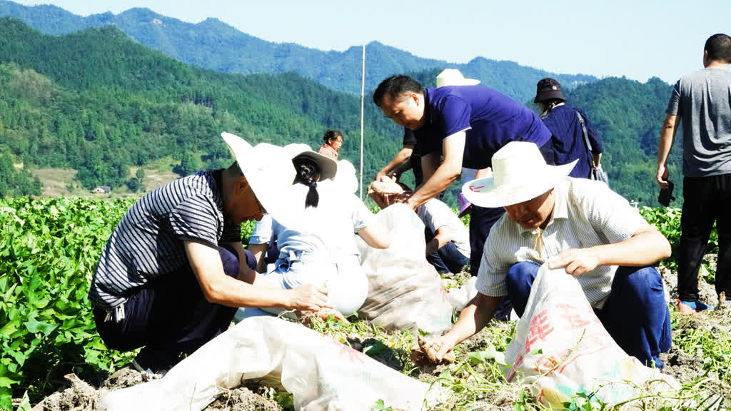 测产喜获丰收!古蔺县粮烟融合绘就乡村振兴新画卷(图5) 测产喜获丰收!古蔺县粮烟融合绘就乡村振兴新画卷(图5)