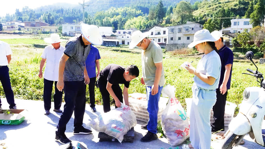 测产喜获丰收!古蔺县粮烟融合绘就乡村振兴新画卷(图4) 测产喜获丰收!古蔺县粮烟融合绘就乡村振兴新画卷(图4)